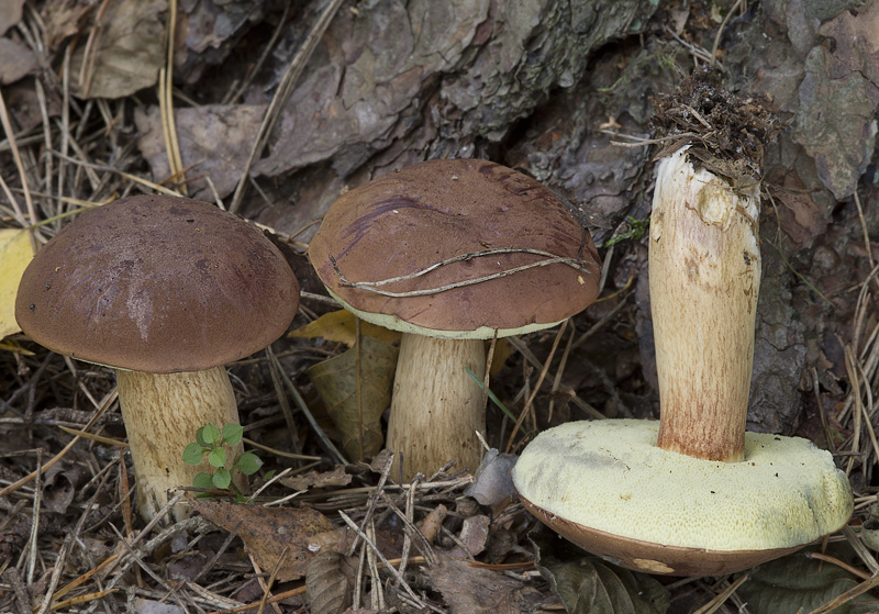 Boletus badius